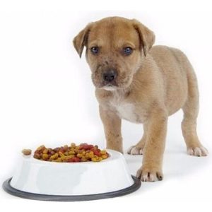 Mundo Mascota Alimento Perro Al Mejor Precio + Envío