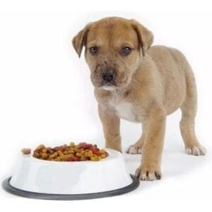 Mundo Mascota Comida Perro Mejor Precio +