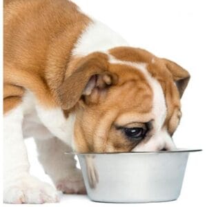 Mundo Mascota Comida Para Perros Y Gatos Al Mejor Precio -