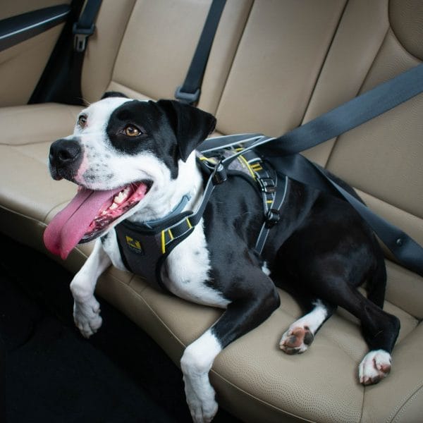 Arnés Para Perro Kurgo Impact / Talle M Negro - Imagen 4