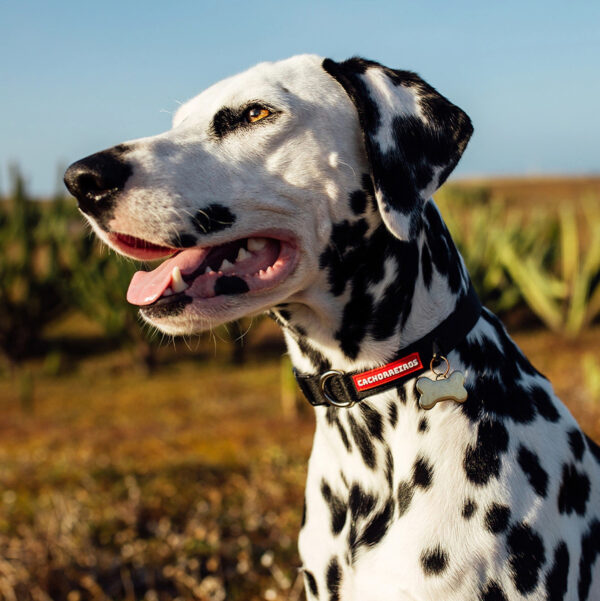 Collar De Paseo Para Perro Cachorreiros / Talle M