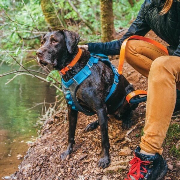 Arnés Para Perro Kurgo Journey Air / Talle L Azul - Imagen 5