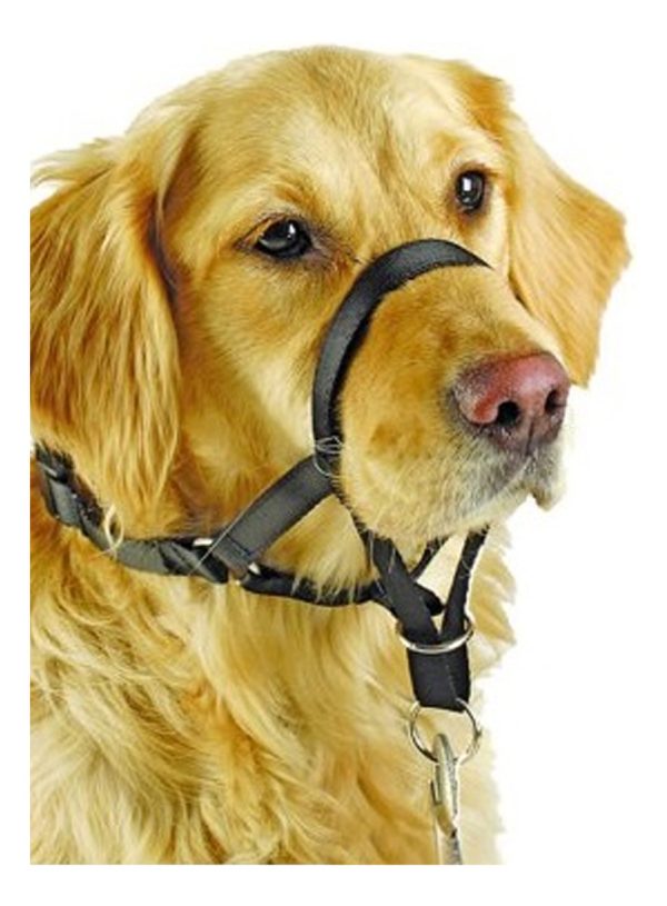 Collar Para Perro Dogal Nº4 Pawise - Imagen 2