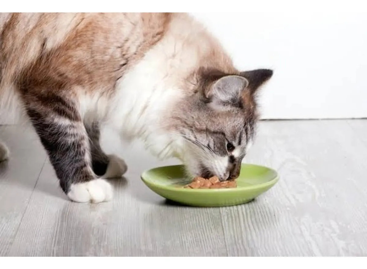 Lata Whiskas Gato Adulto Atun X 340 Grs - Imagen 7
