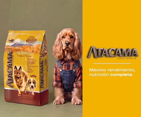 6. Banners internos por Marca Atacama Mobile